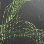 Gras
