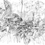 Bot.Garten Mü.-2022-05-05