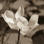 Lotus, L10