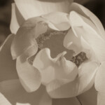 Lotus, L13