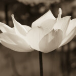 Lotus, L14