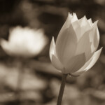 Lotus, L16