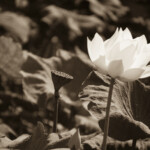 Lotus, L17