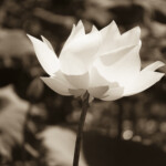 Lotus, L18