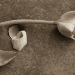 Lotus, L2