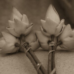 Lotus, L26