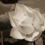 Lotus, L3