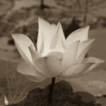 Lotus, L4