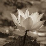 Lotus, L5
