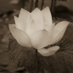 Lotus L6