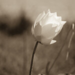 Lotus, L9