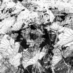 Lotus Folium