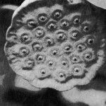 Lotus Fructus