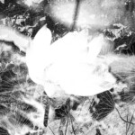 Lotus Flos