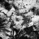 Lotus Folium