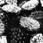 Lotus Fructus