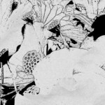 Lotus Fructus