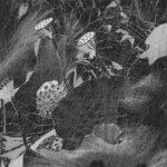 Lotus Fructus